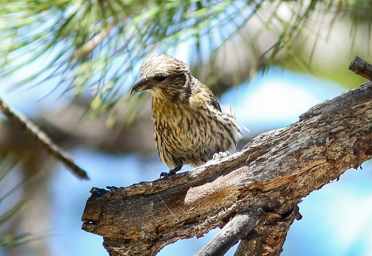 Red Crossbill - ML620645231