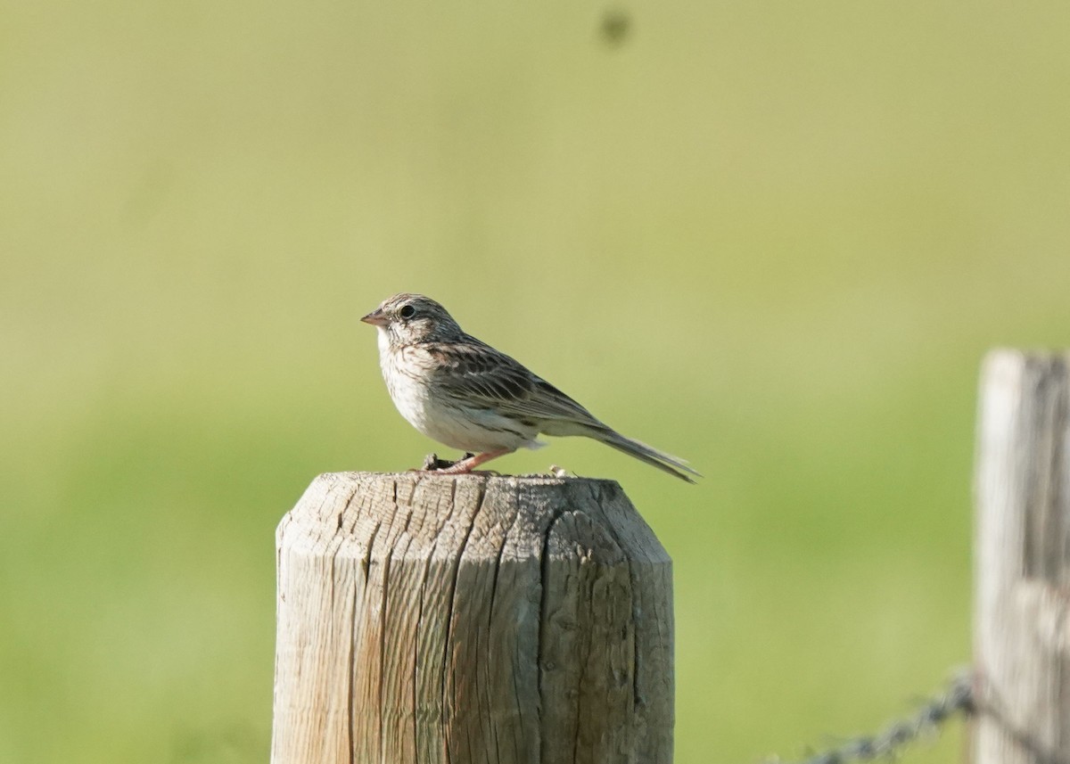 Vesper Sparrow - ML620645232