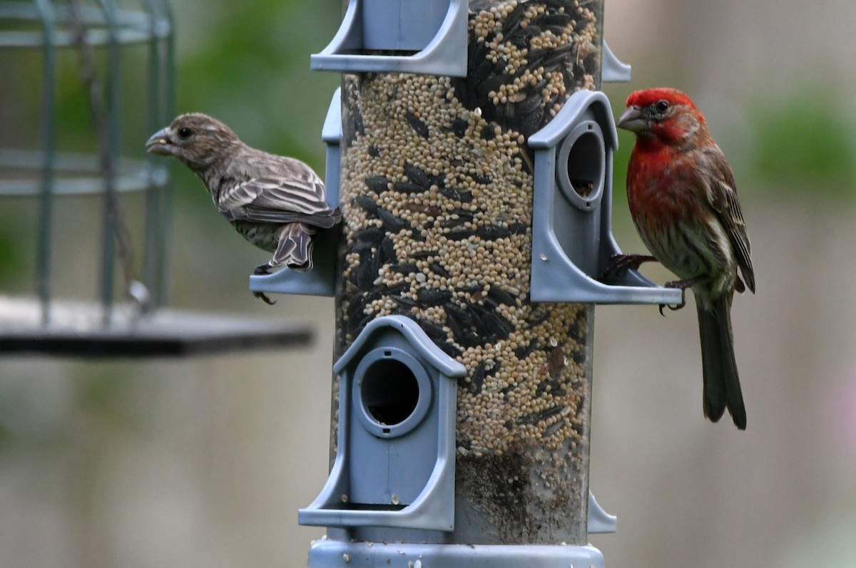 House Finch - ML620645233