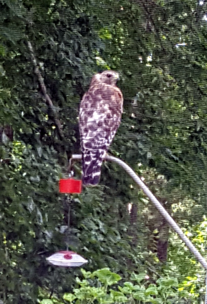 Red-shouldered Hawk - ML620645236