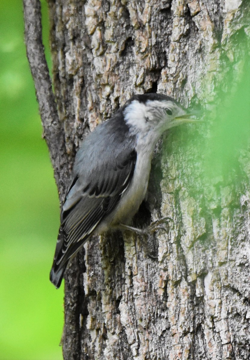 Weißbrustkleiber (carolinensis) - ML620645237