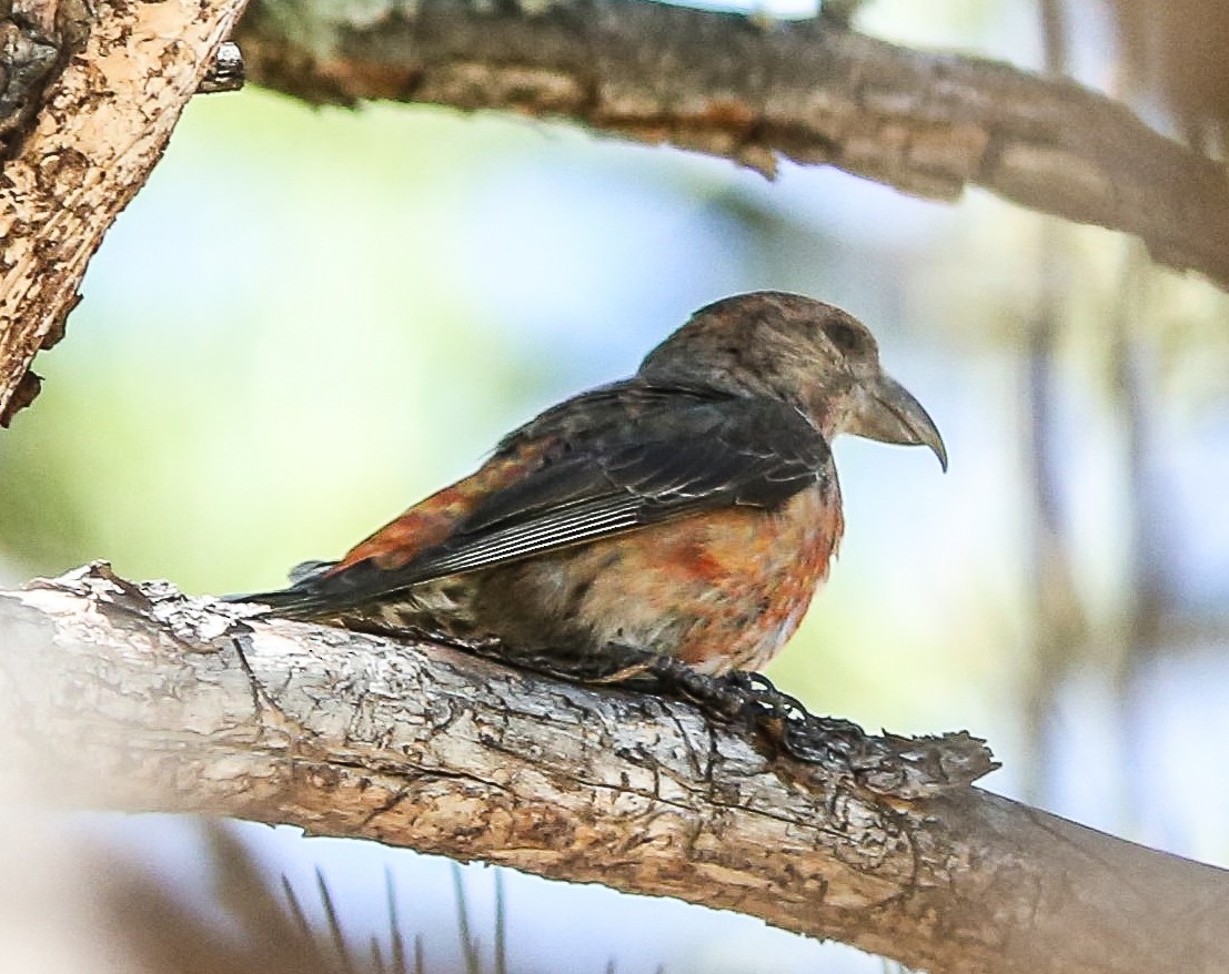 Red Crossbill - ML620645238