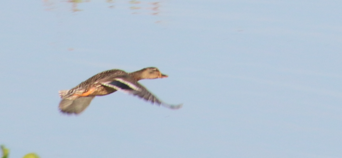 Canard colvert - ML620645241