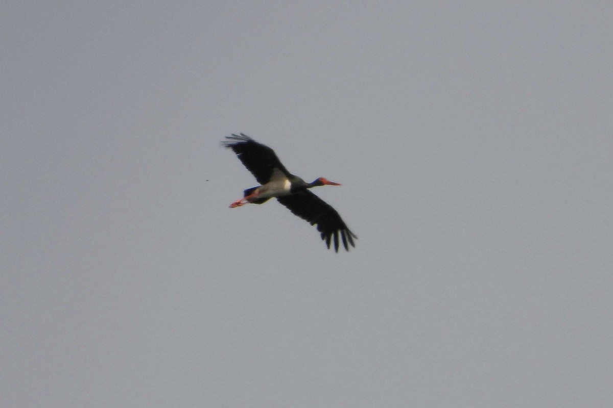 Black Stork - ML620645242