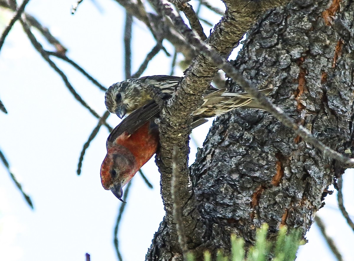 Red Crossbill - ML620645245