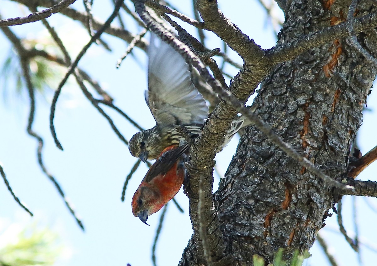 Red Crossbill - ML620645246