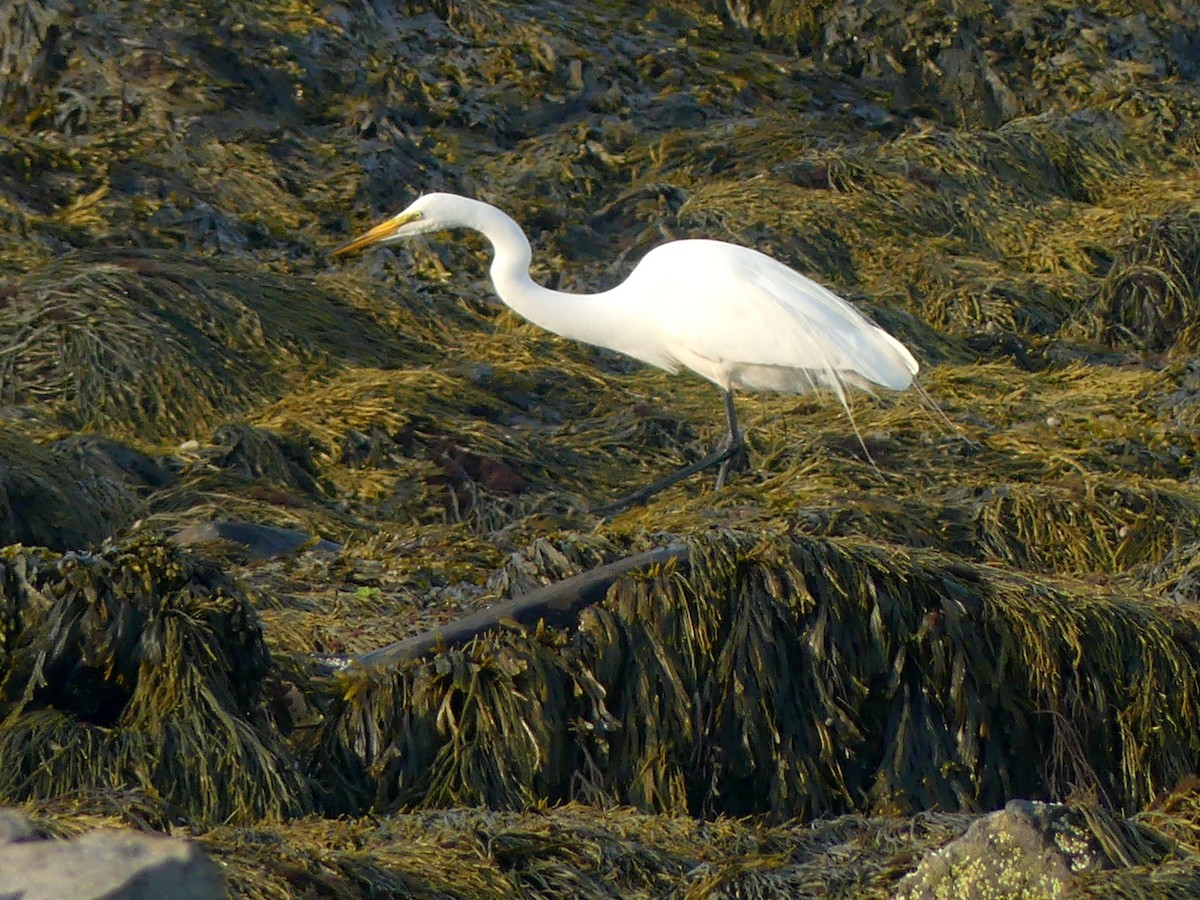 Snowy Egret - ML620645247