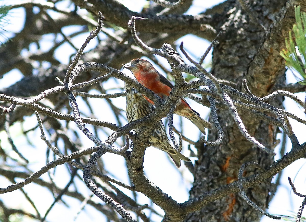 Red Crossbill - ML620645248