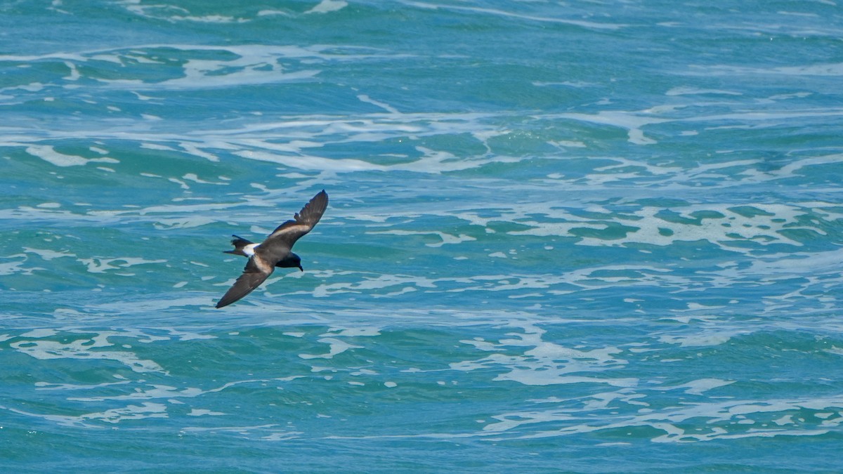 Leach's Storm-Petrel - ML620645251