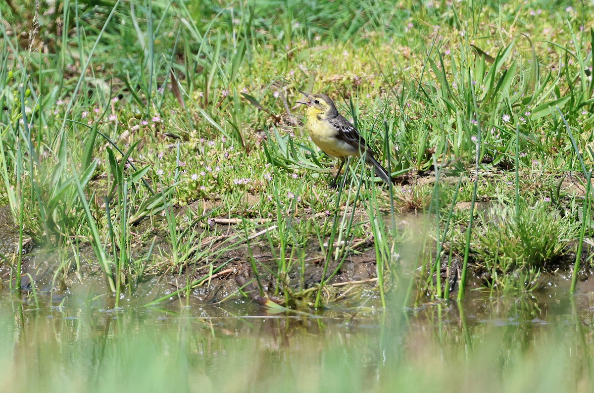 Citrine Wagtail - ML620645254