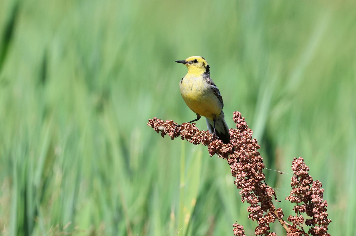 Citrine Wagtail - ML620645256