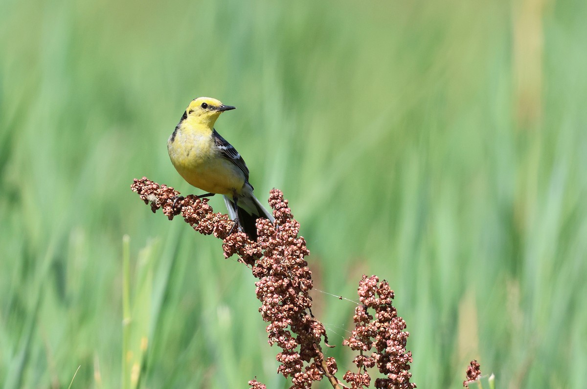 Citrine Wagtail - ML620645257