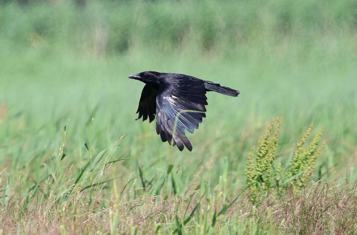 Carrion Crow - ML620645259