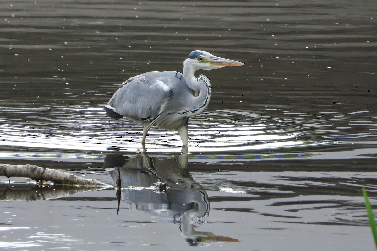 Gray Heron - ML620645261