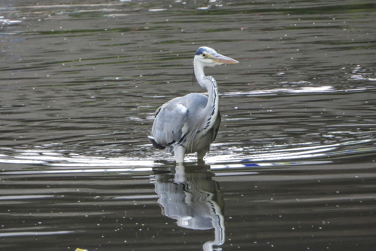 Gray Heron - ML620645262