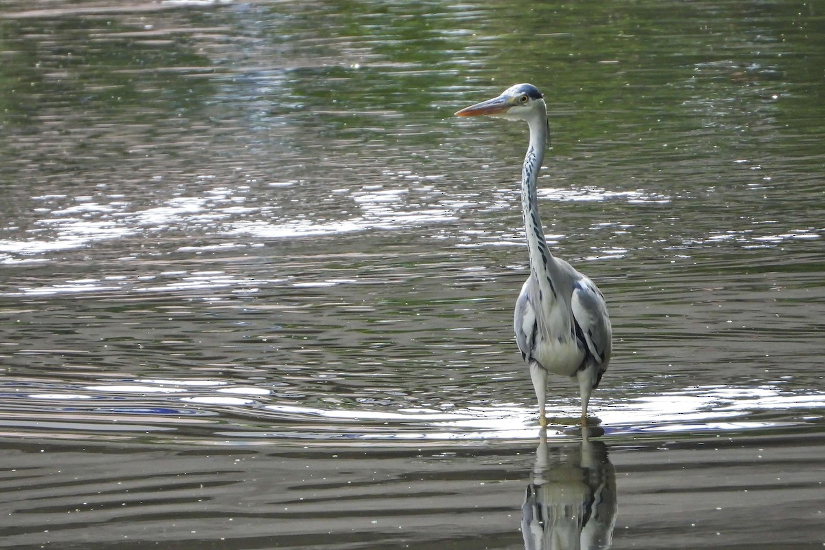 Gray Heron - ML620645263