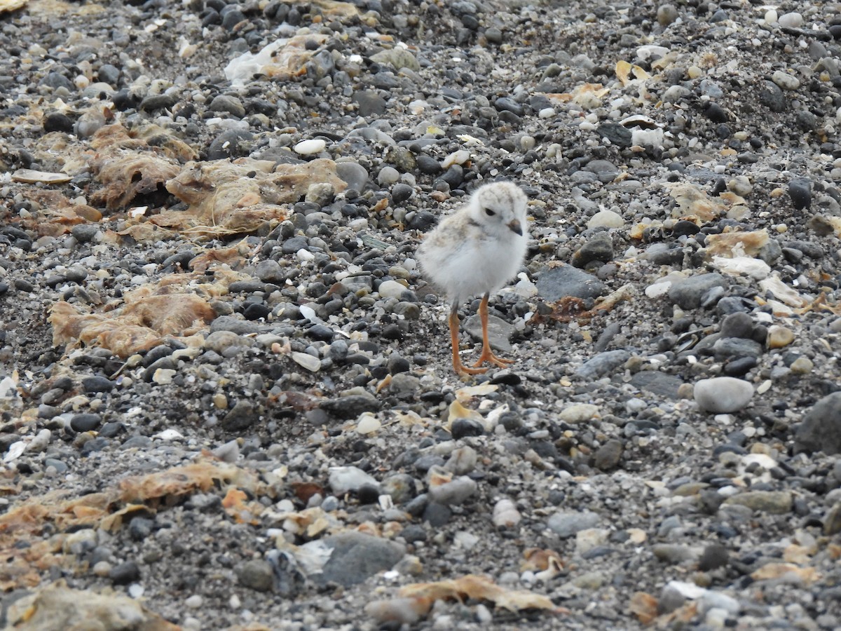 Piping Plover - ML620645265