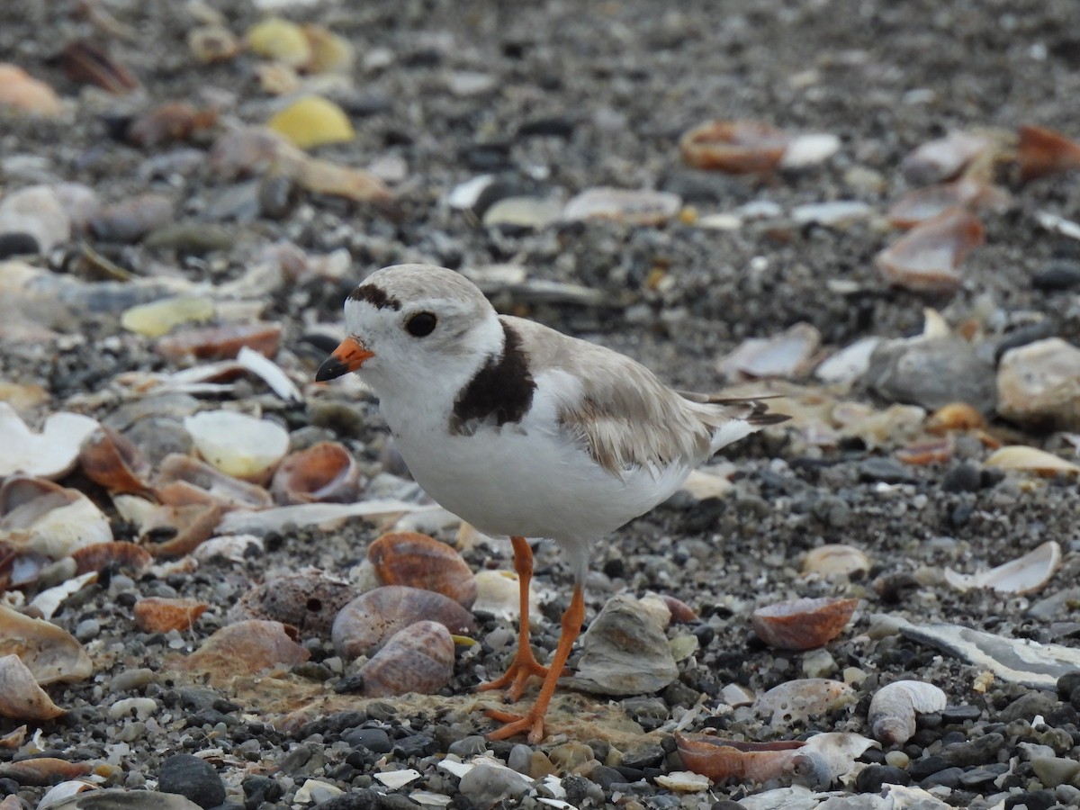 Piping Plover - ML620645266