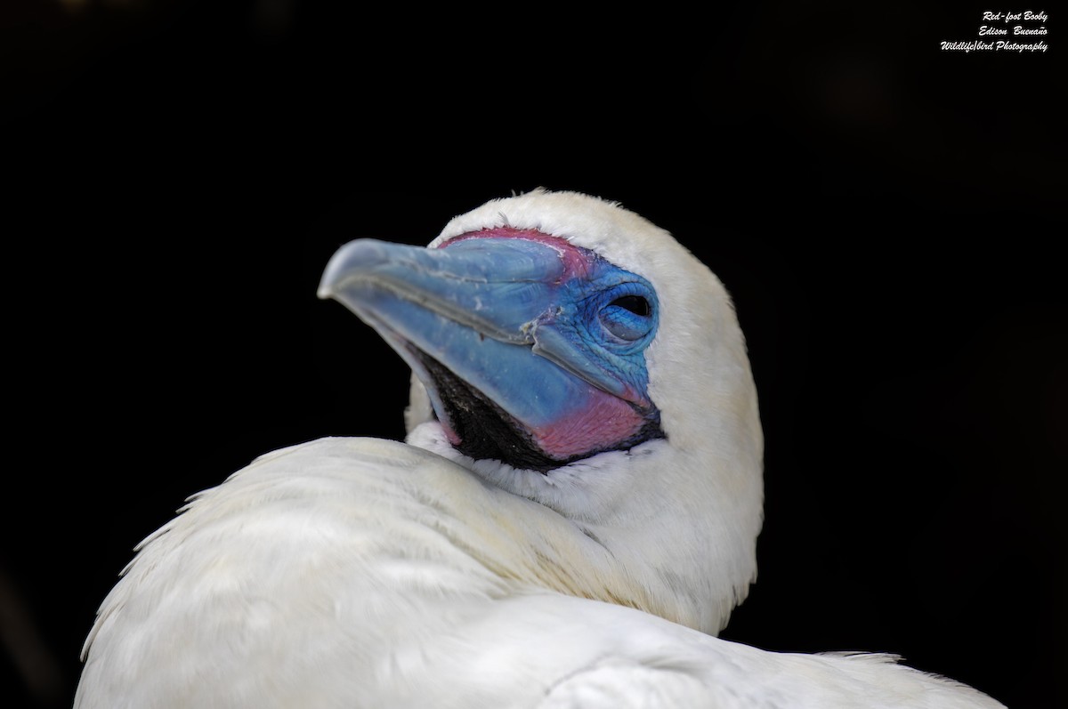 Red-footed Booby - ML620645268