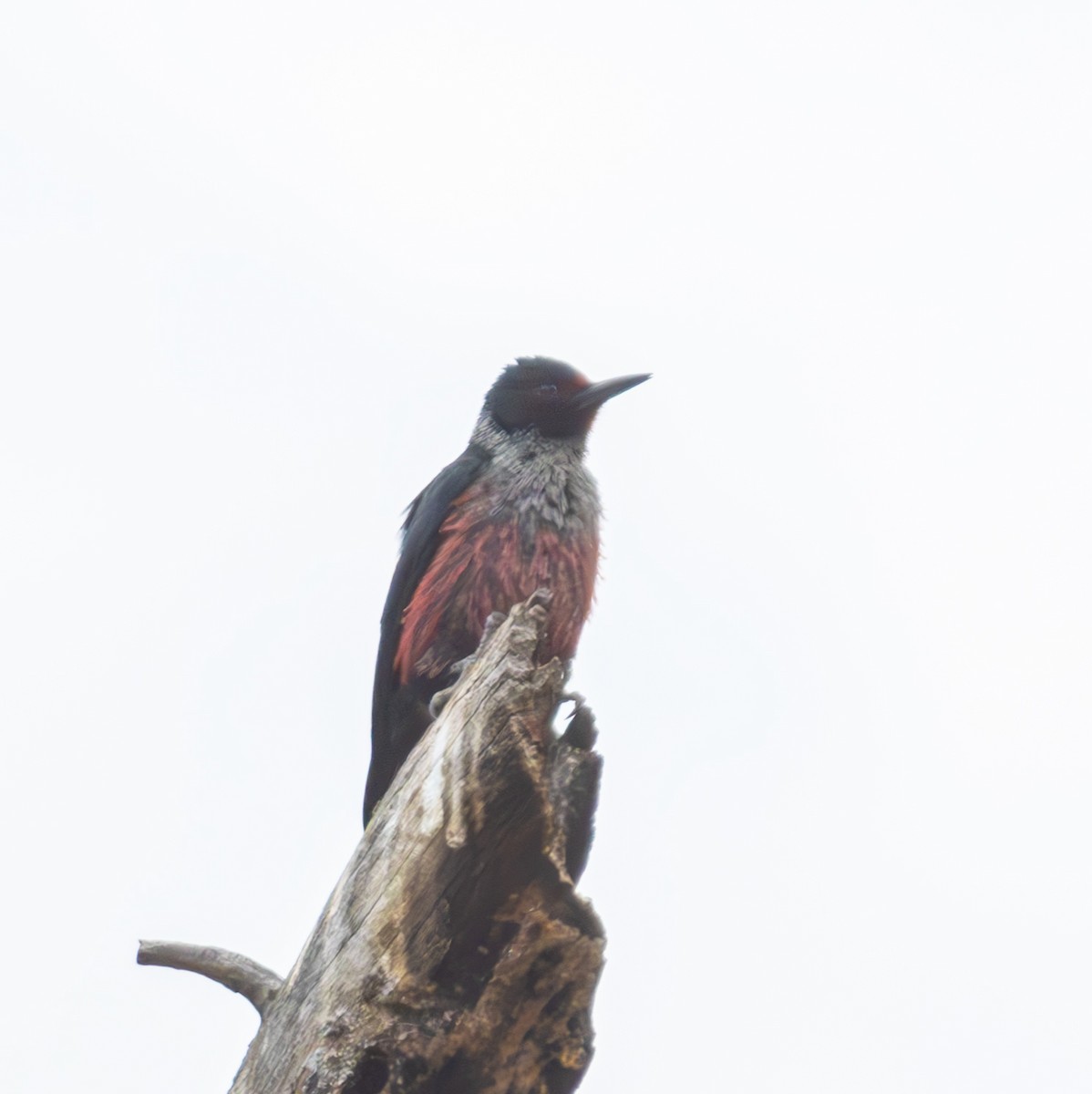 Lewis's Woodpecker - ML620645269