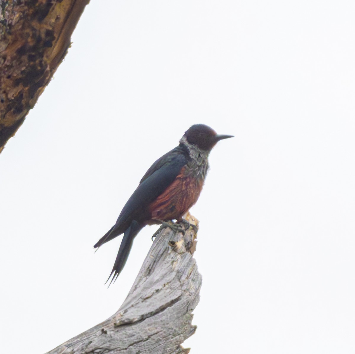 Lewis's Woodpecker - ML620645271