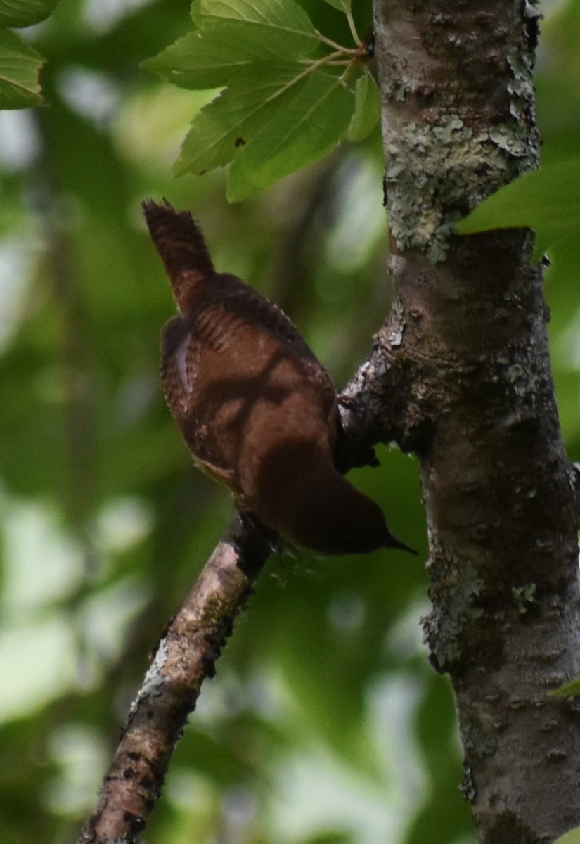 House Wren (Northern) - ML620645272