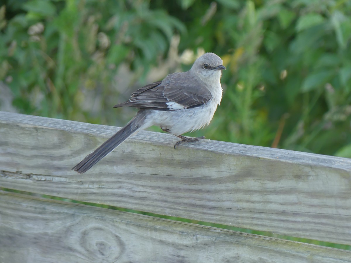 Northern Mockingbird - ML620645276