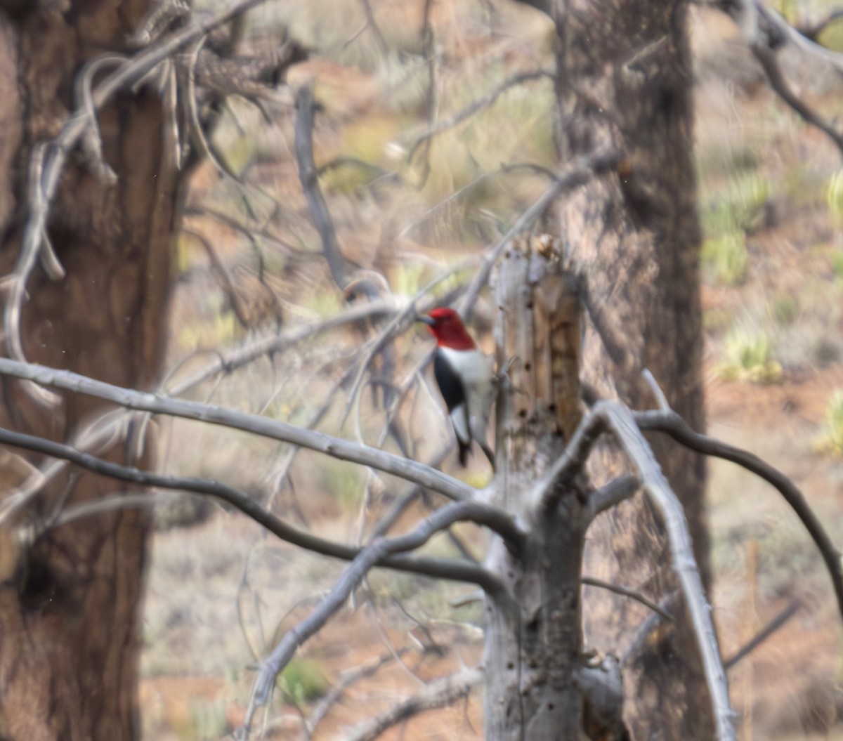 Red-headed Woodpecker - Mike Clark