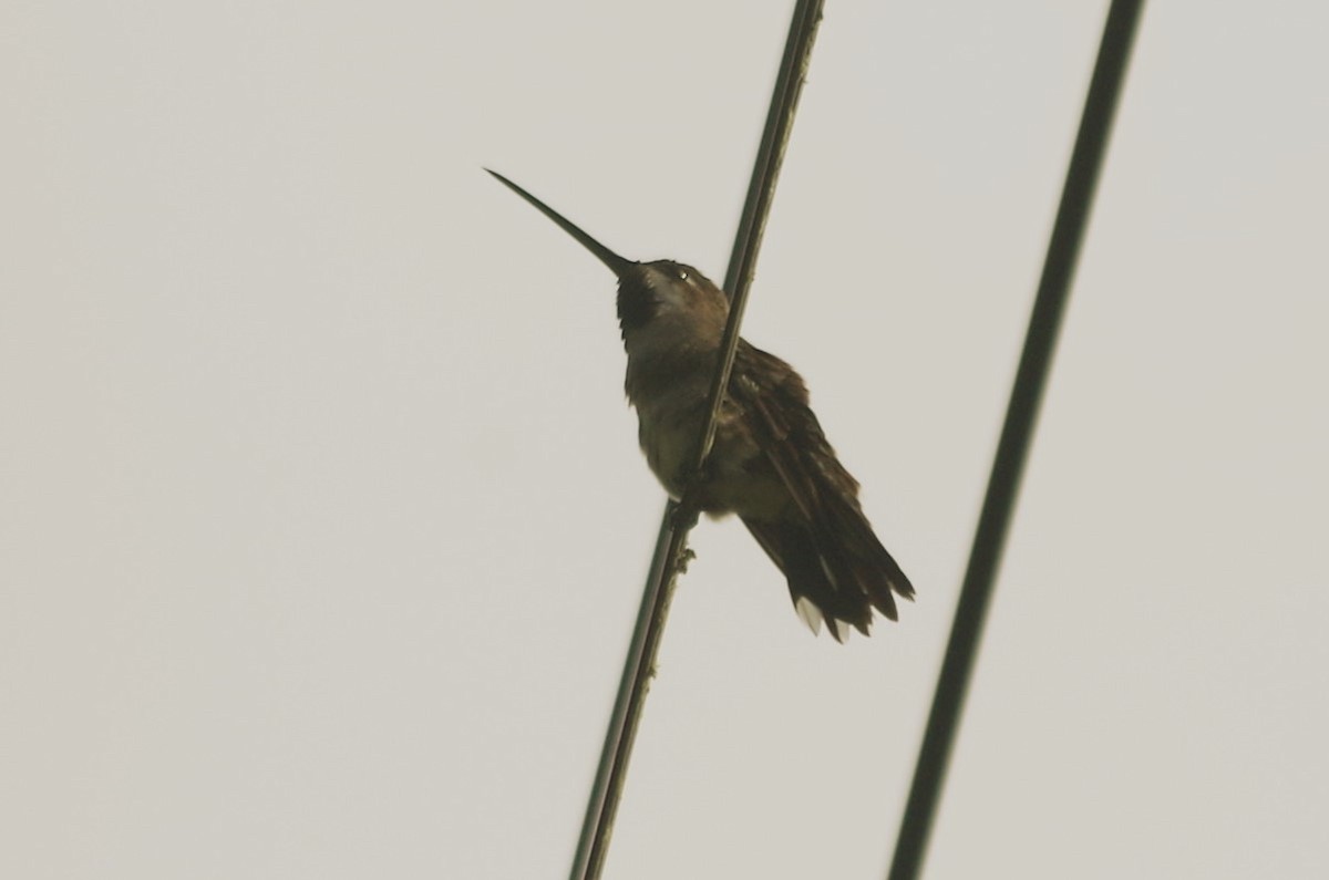 Long-billed Starthroat - Claudio  Crespo