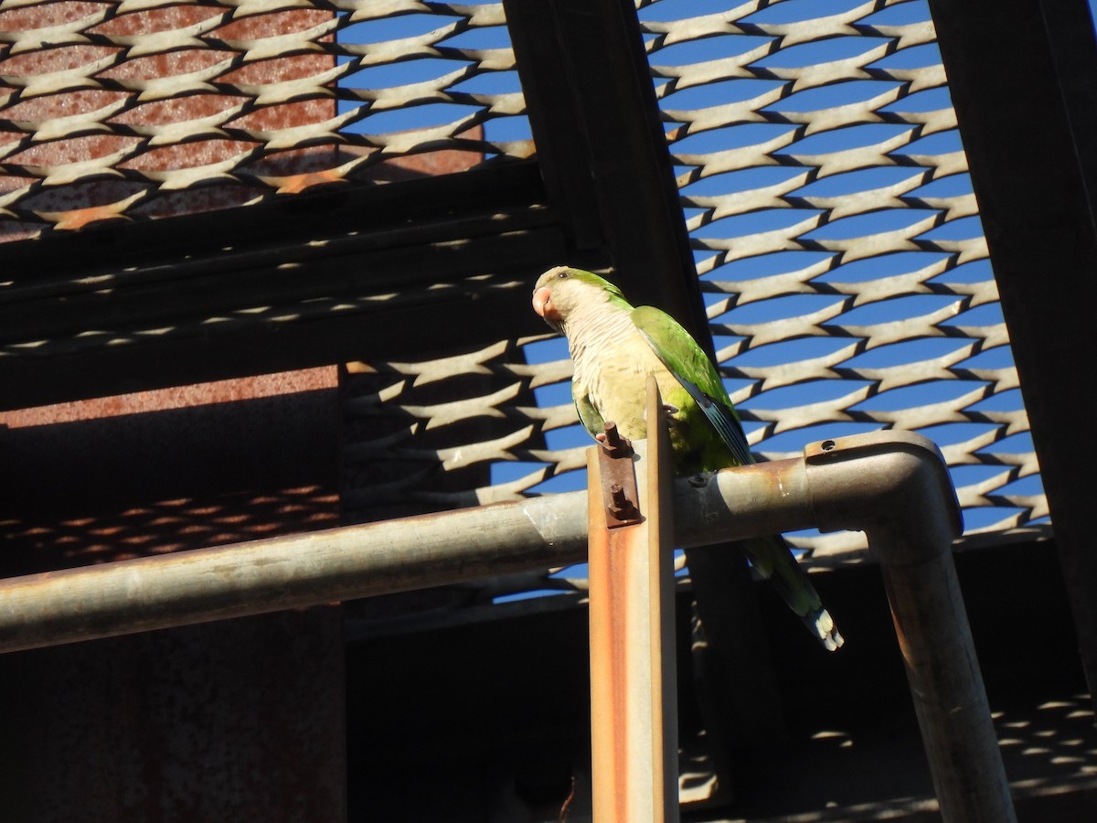 Monk Parakeet - ML620645285