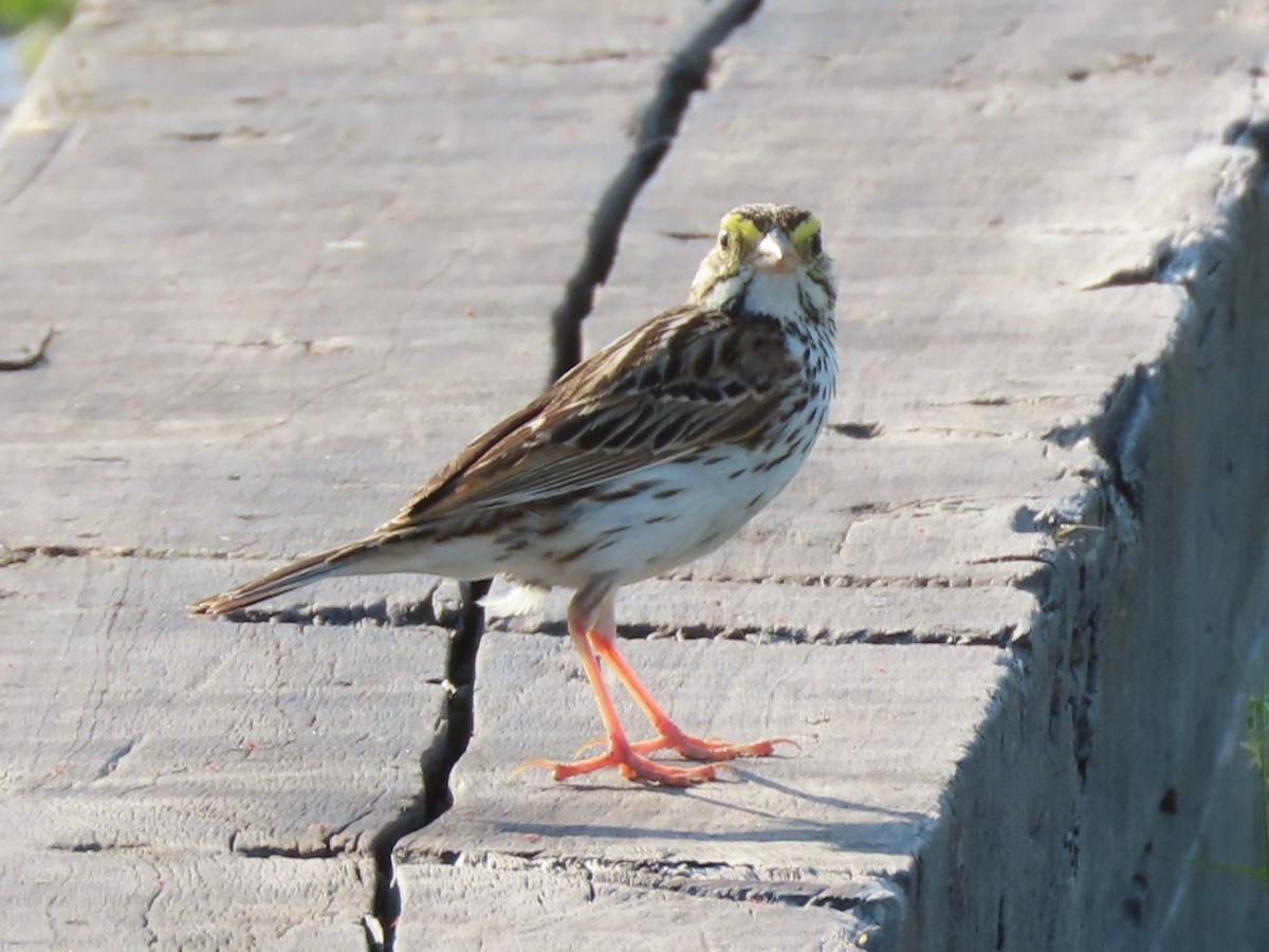 Savannah Sparrow - ML620645288