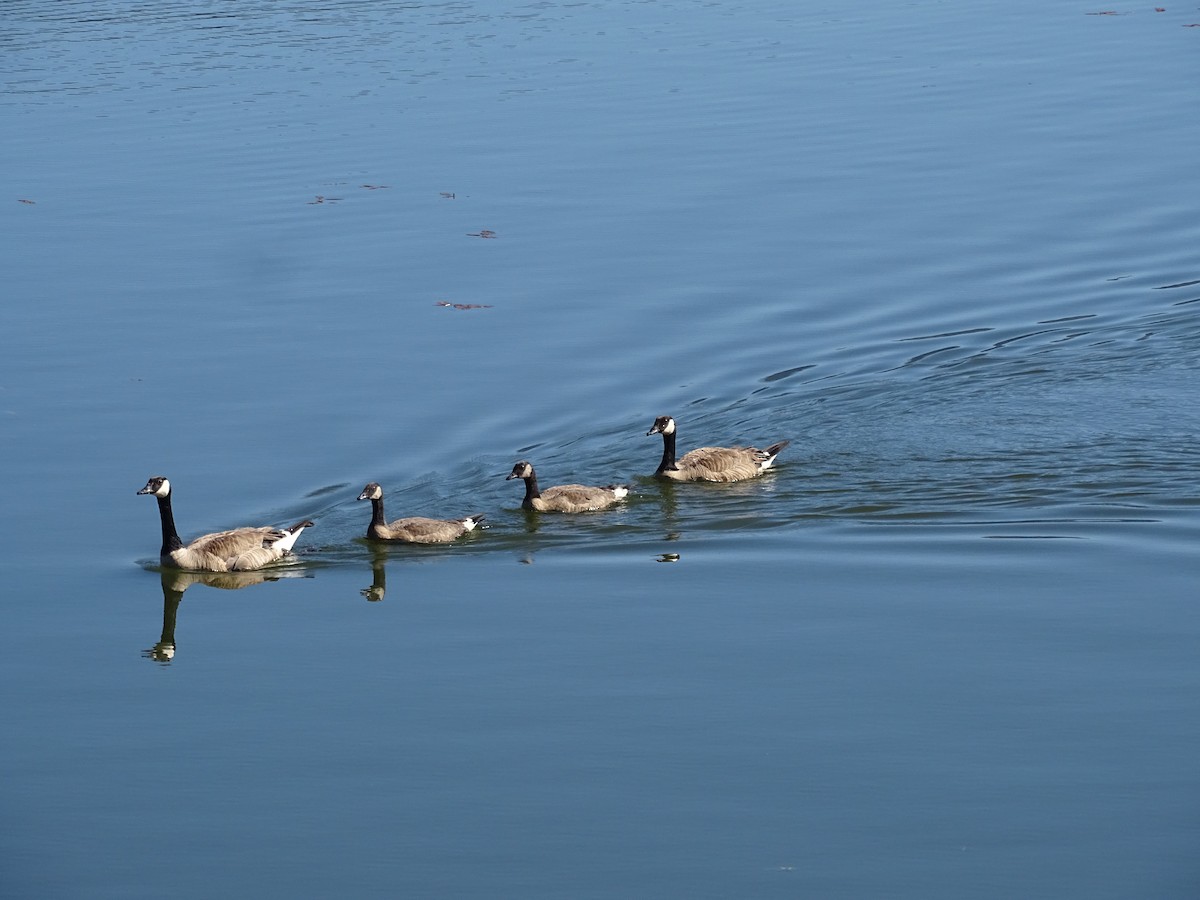 Canada Goose - ML620645289