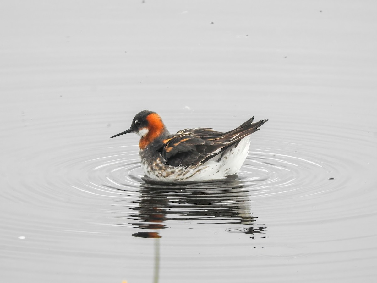 Red-necked Phalarope - ML620645291