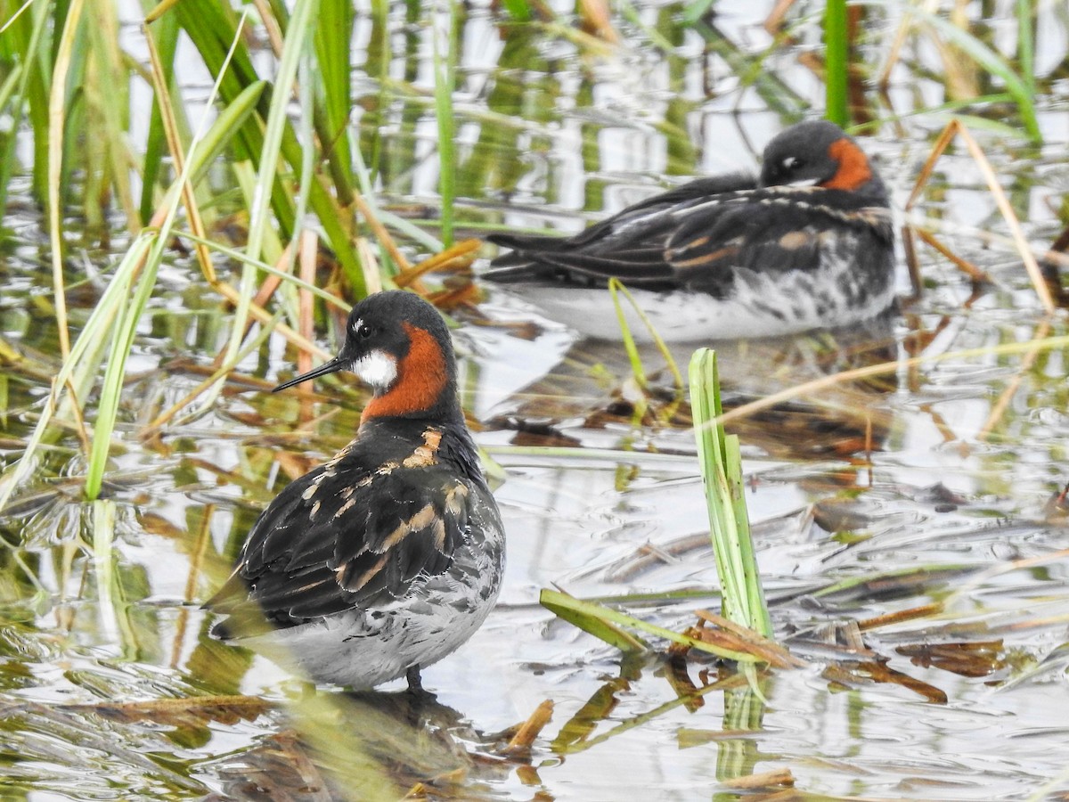 Red-necked Phalarope - ML620645293