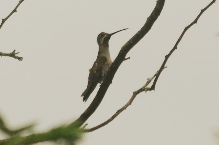 Long-billed Starthroat - ML620645296