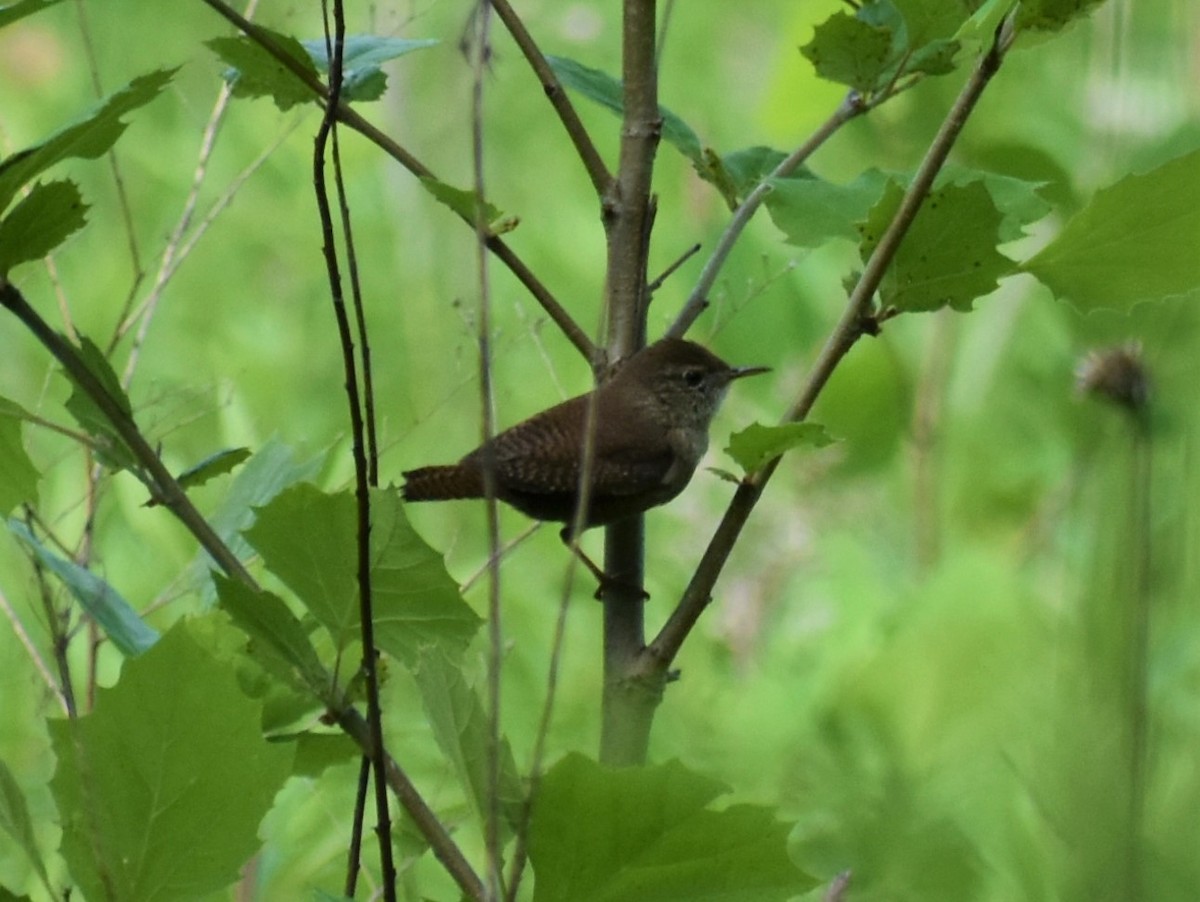 House Wren (Northern) - ML620645297