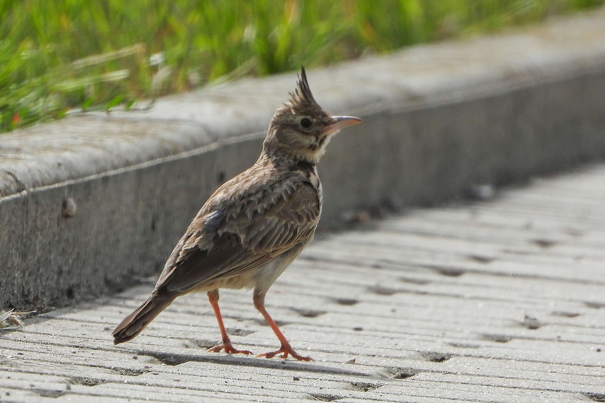 Crested Lark - ML620645299