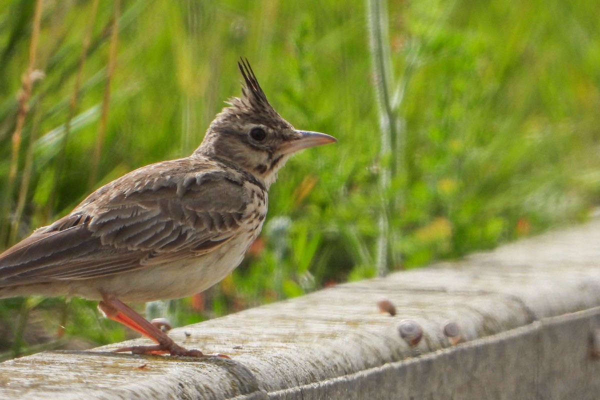 Crested Lark - Vladislav Železný