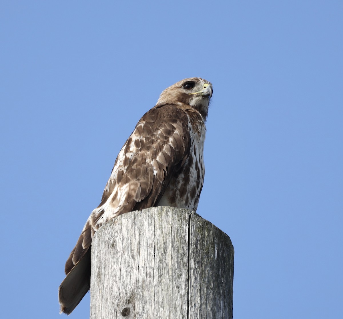 Red-tailed Hawk - Mike McInnis