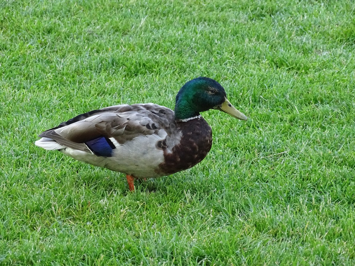 Canard colvert - ML620645305