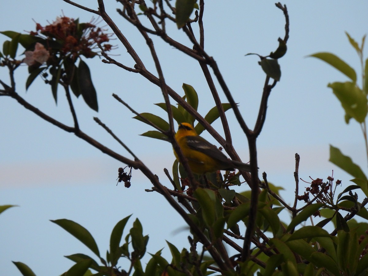 Blue-winged Warbler - ML620645308