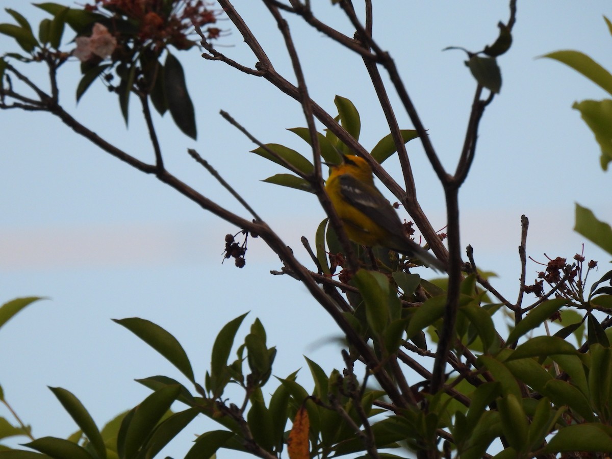 Blue-winged Warbler - ML620645309