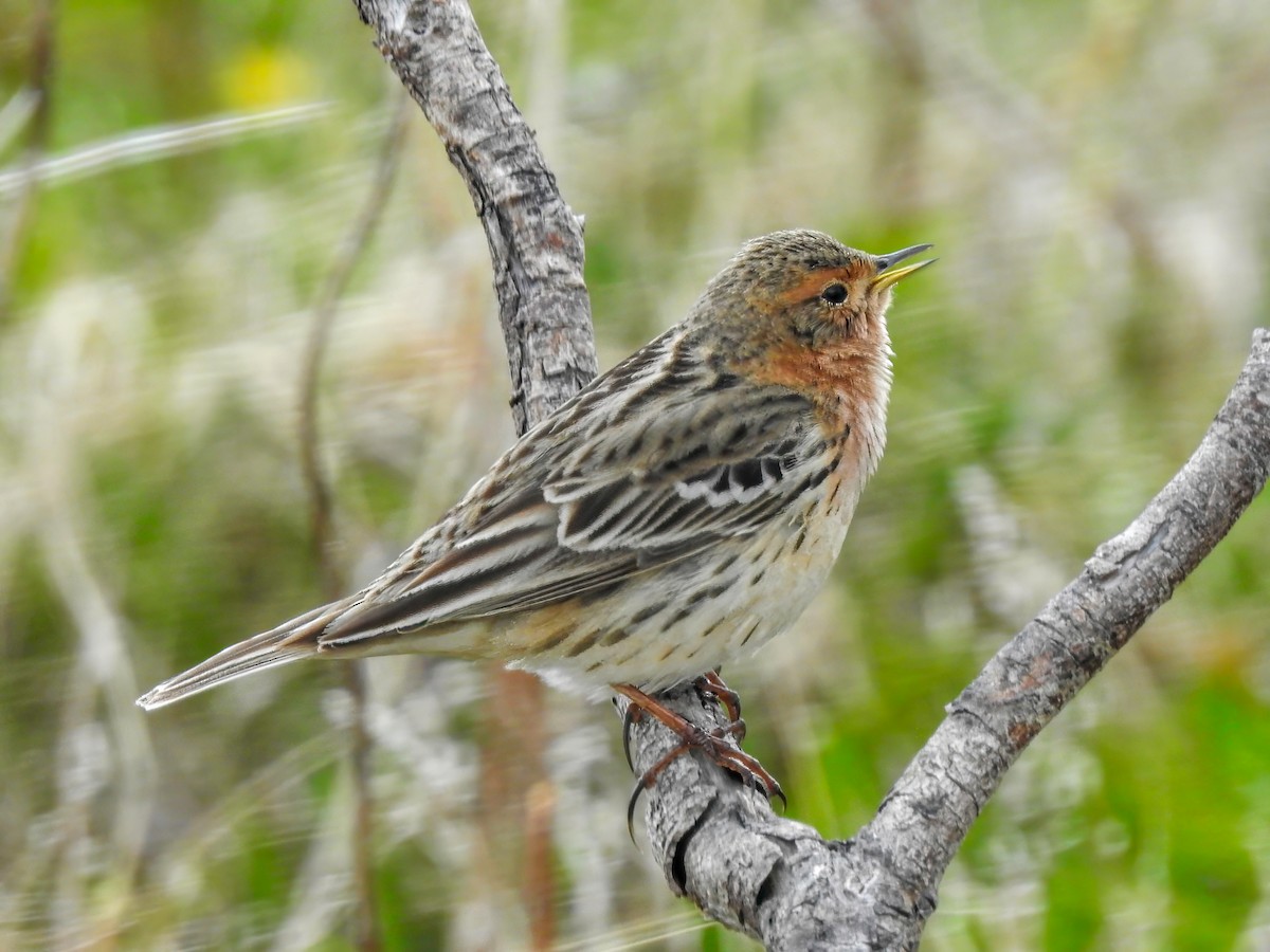 Pipit à gorge rousse - ML620645311