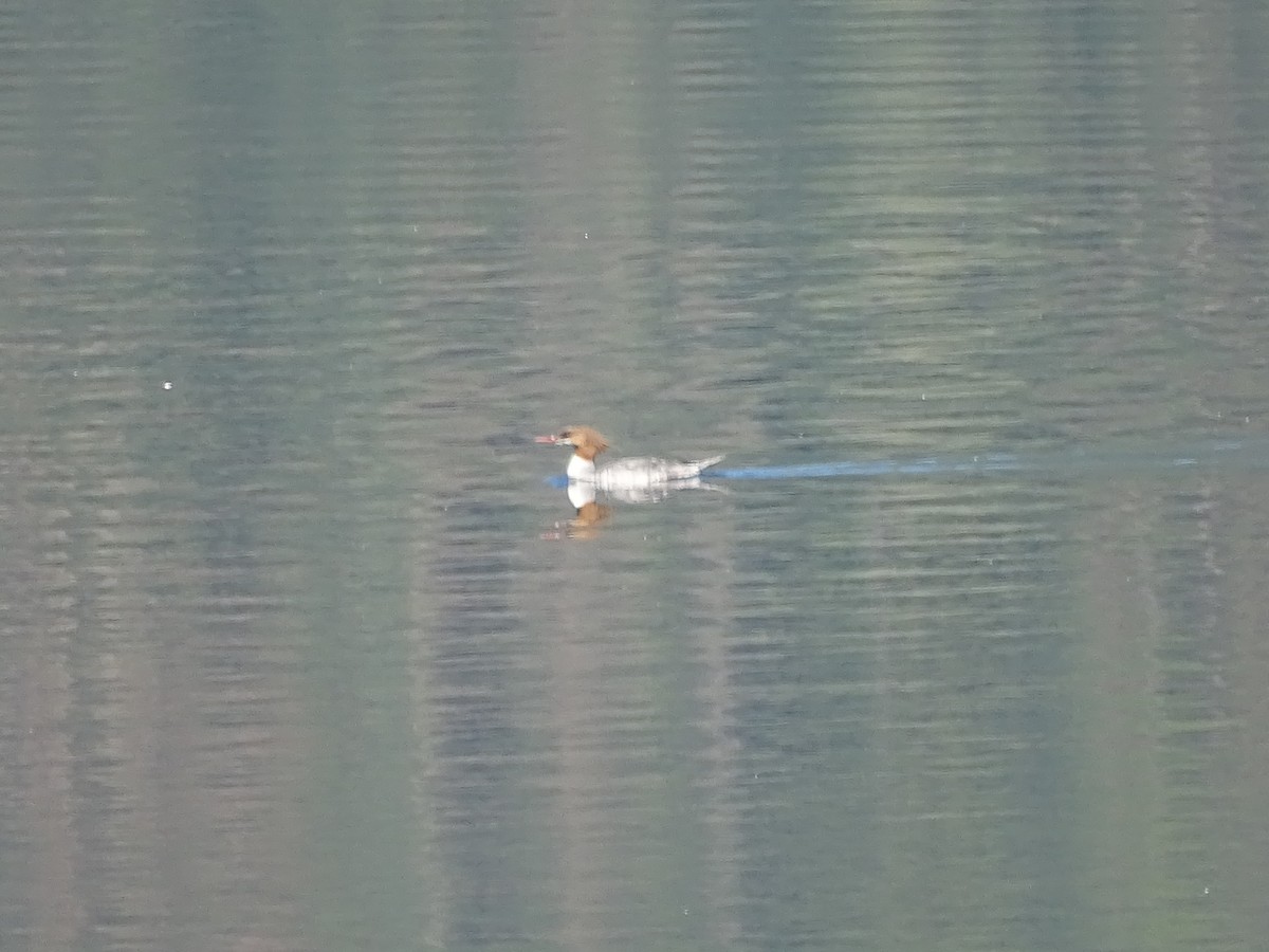 Common Merganser - ML620645314