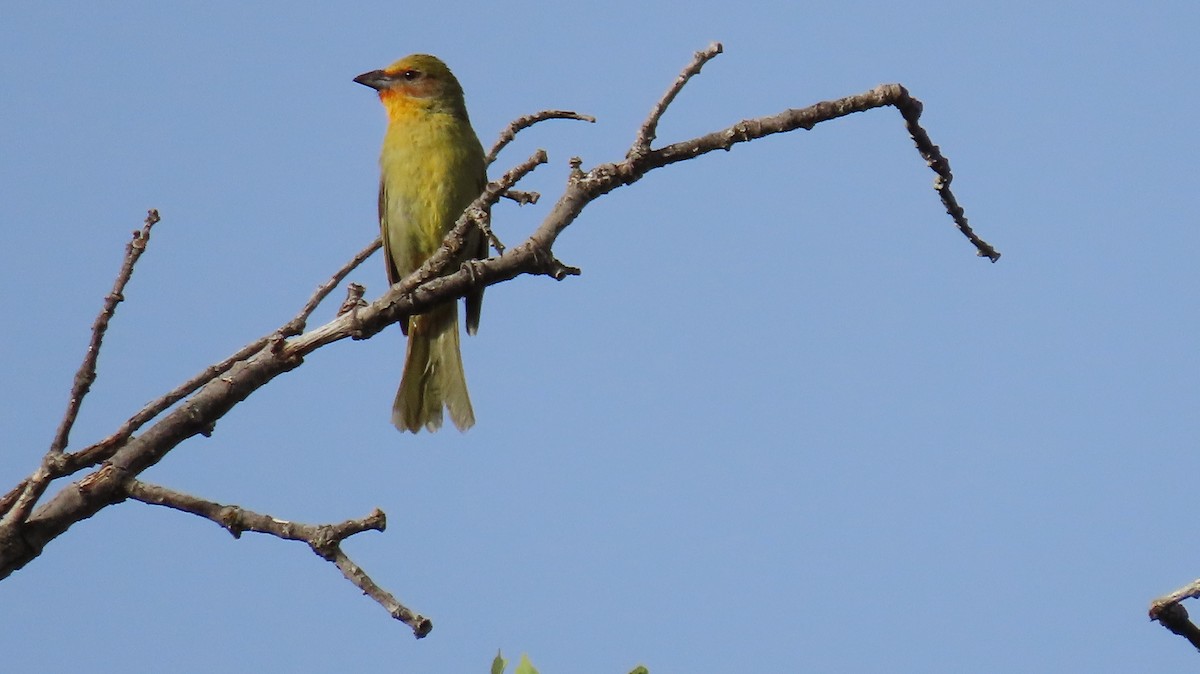 Hepatic Tanager - Anne (Webster) Leight