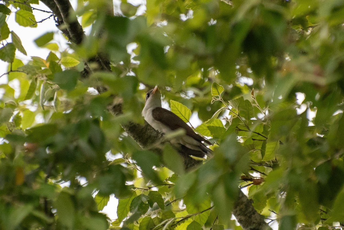 Yellow-billed Cuckoo - ML620645324