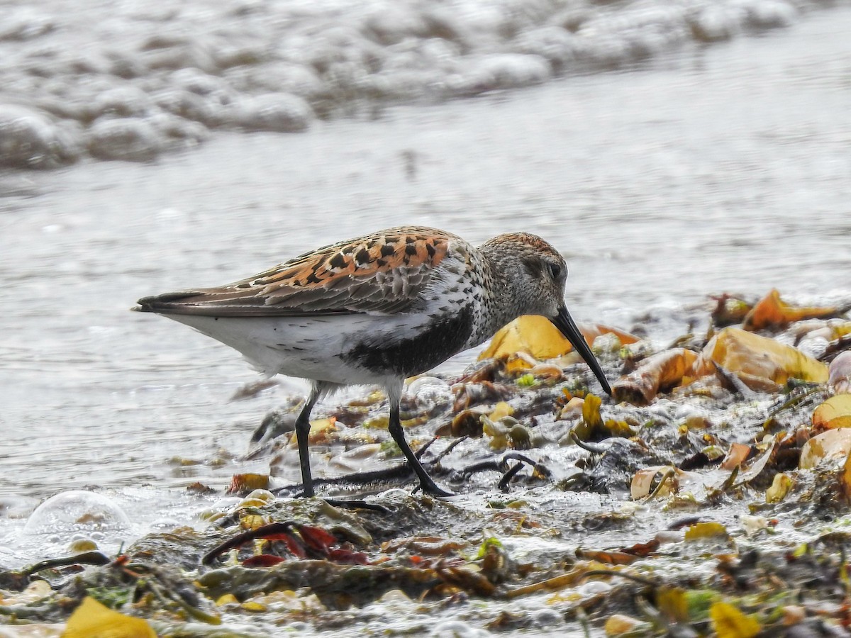 Dunlin - ML620645327