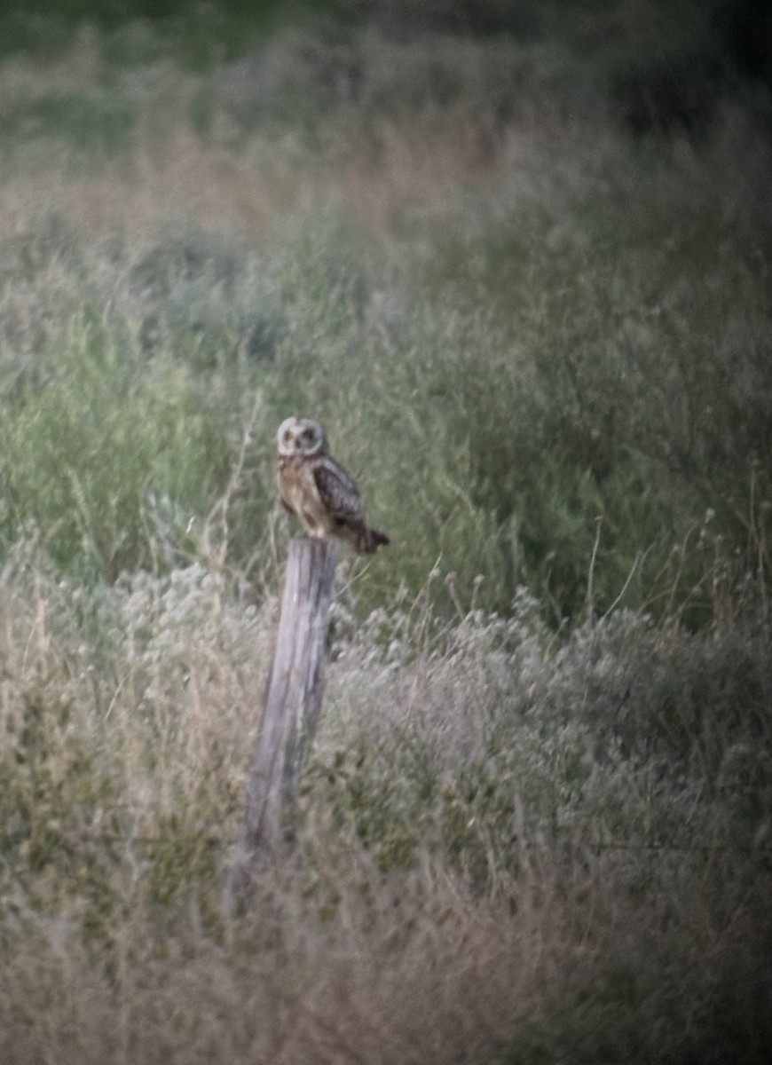 Short-eared Owl - ML620645329