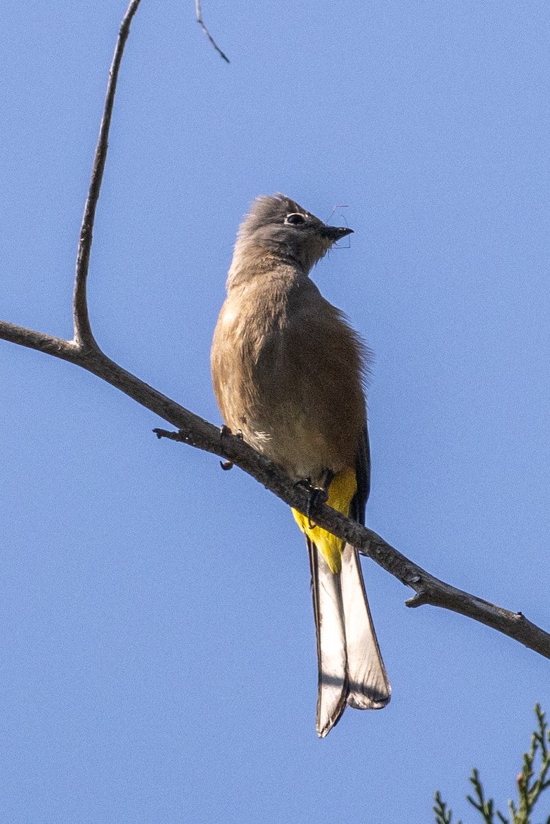 Gray Silky-flycatcher - ML620645332