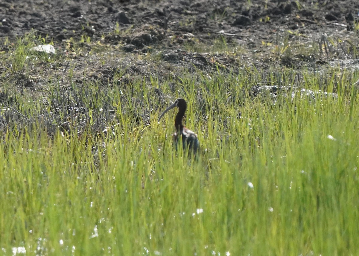 White-faced Ibis - ML620645333